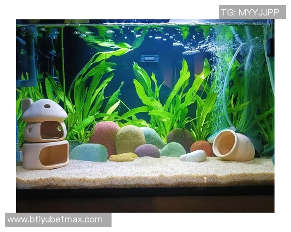 今日趣图：探讨鱼缸中的咸水鱼与淡水鱼共存的可能性与挑战